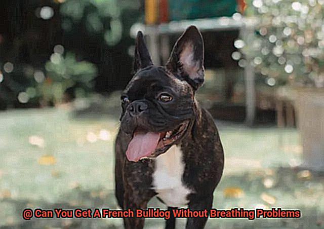 Can You Get A French Bulldog Without Breathing Problems-2