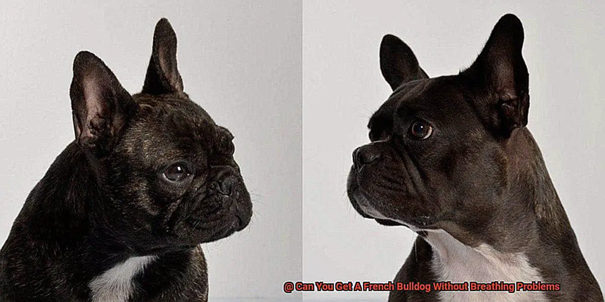 Can You Get A French Bulldog Without Breathing Problems-6