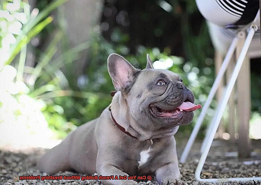 Can You Get A French Bulldog Without Breathing Problems-5