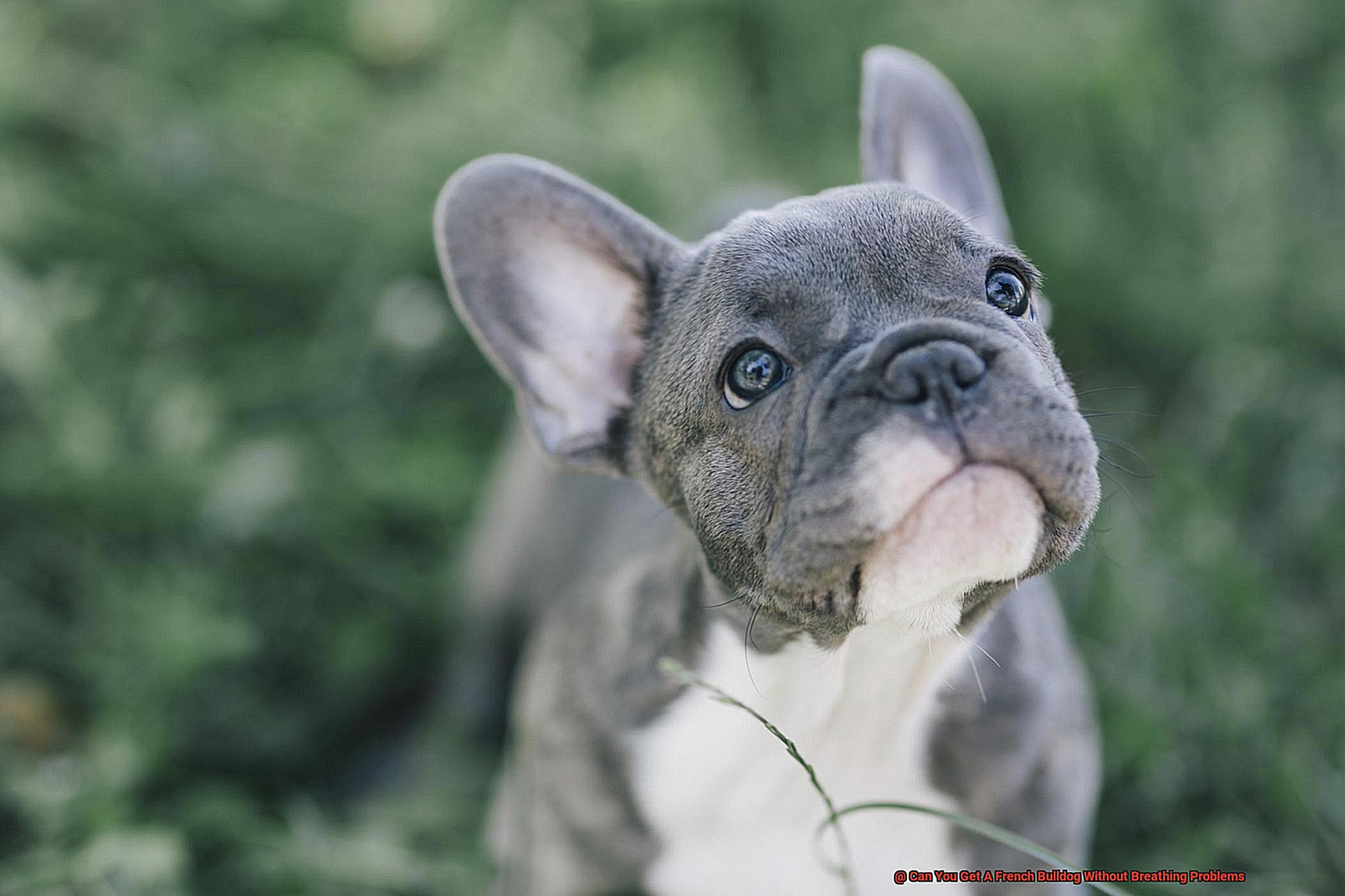 Can You Get A French Bulldog Without Breathing Problems-3