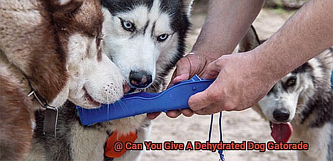 Can You Give A Dehydrated Dog Gatorade-4