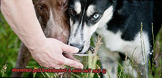 Can You Give A Dehydrated Dog Gatorade-5