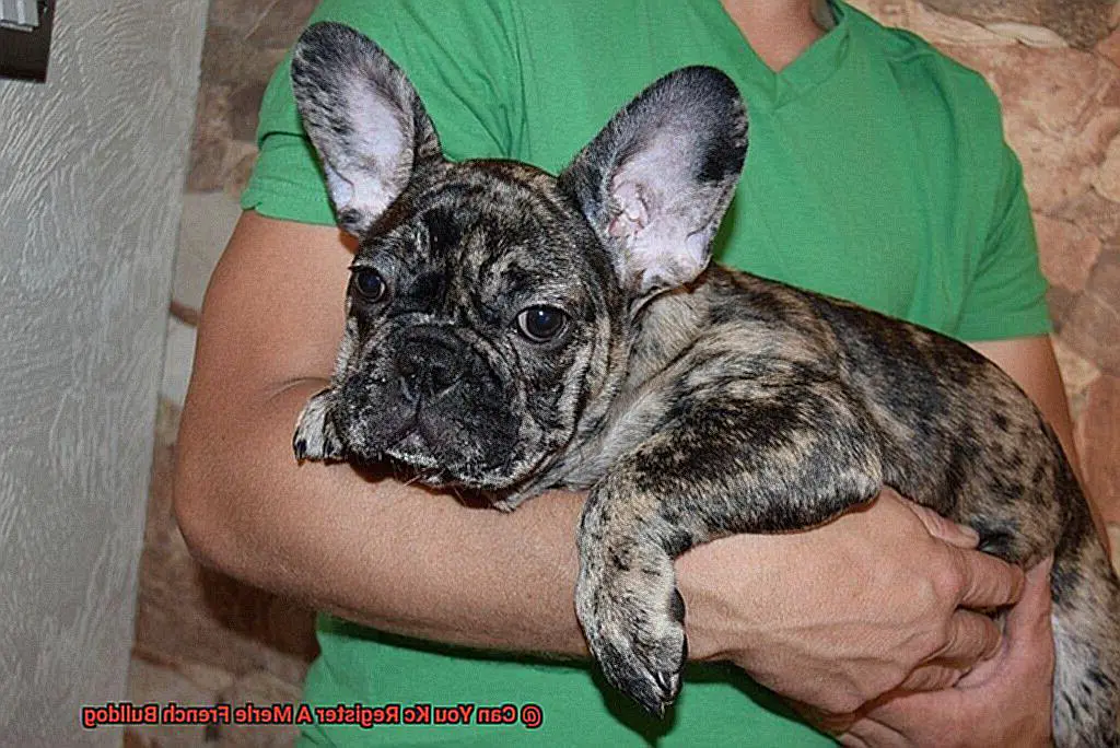 Can You Kc Register A Merle French Bulldog-4