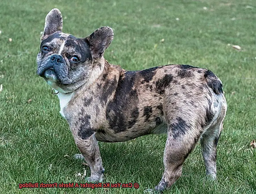 Can You Kc Register A Merle French Bulldog-2