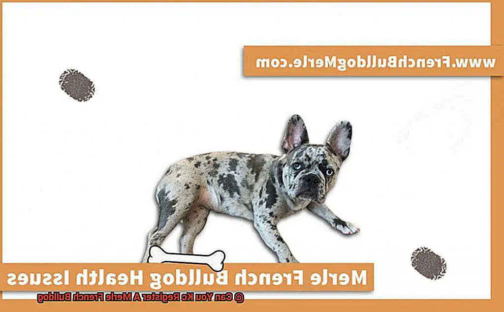 Can You Kc Register A Merle French Bulldog-3