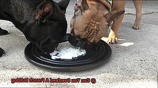 Can You Overfeed A French Bulldog-2
