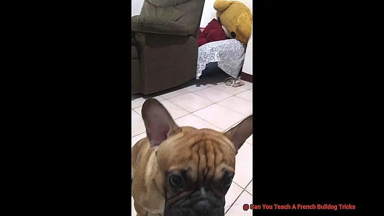 Can You Teach A French Bulldog Tricks-2