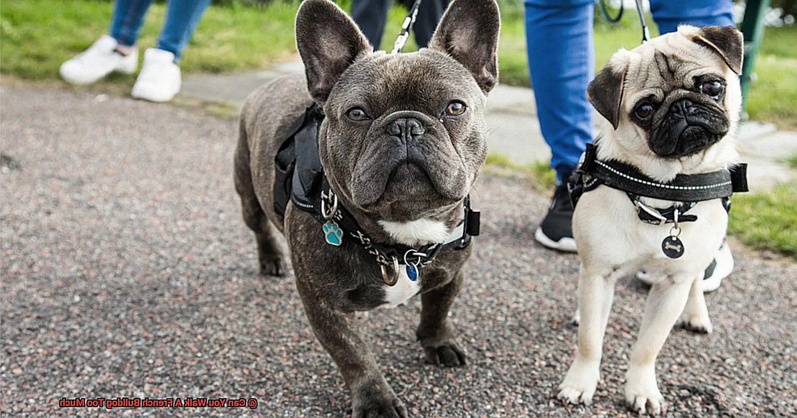 Can You Walk A French Bulldog Too Much-5
