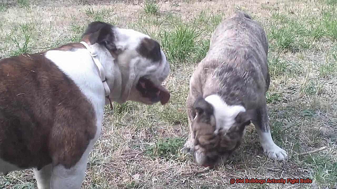 Did Bulldogs Actually Fight Bulls-3