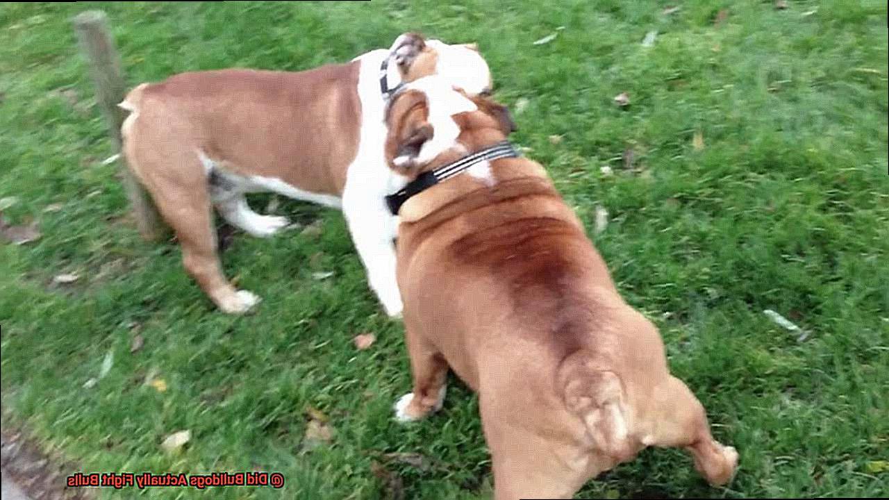 Did Bulldogs Actually Fight Bulls-2