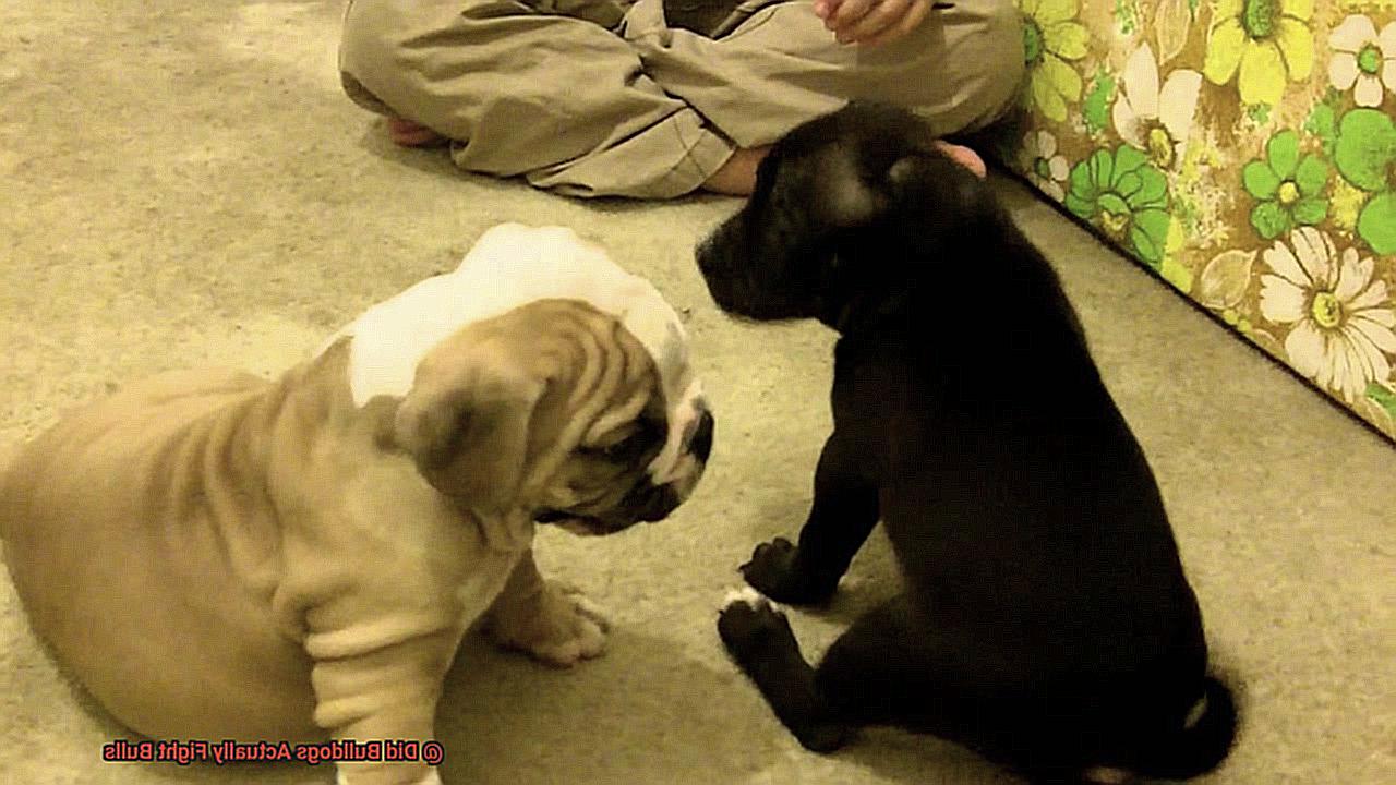 Did Bulldogs Actually Fight Bulls-4