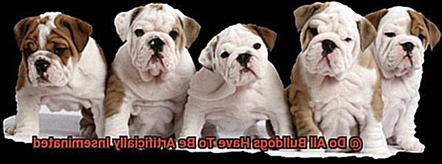 Do All Bulldogs Have To Be Artificially Inseminated-5