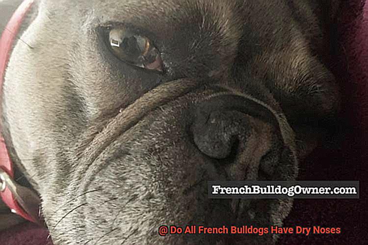 Do All French Bulldogs Have Dry Noses-3