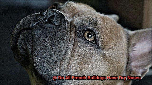 Do All French Bulldogs Have Dry Noses-2