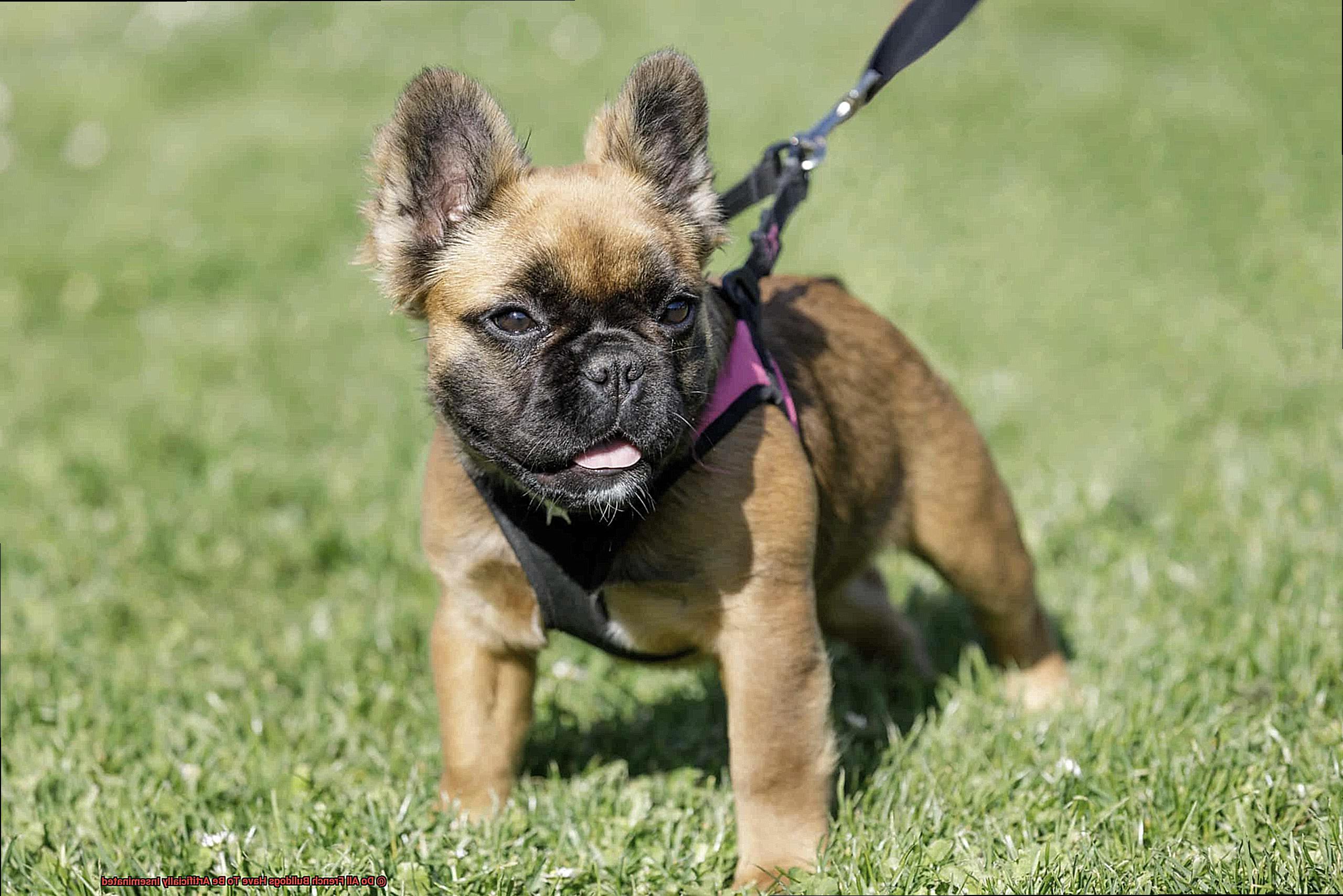 Do All French Bulldogs Have To Be Artificially Inseminated-5