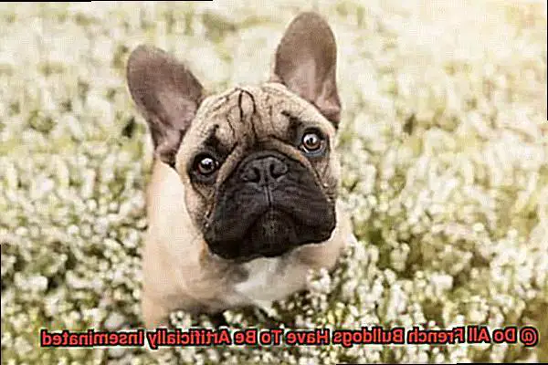 Do All French Bulldogs Have To Be Artificially Inseminated-4