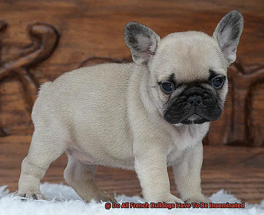 Do All French Bulldogs Have To Be Inseminated-5