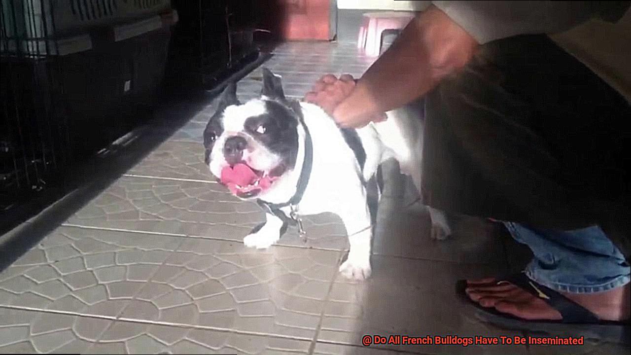 Do All French Bulldogs Have To Be Inseminated-4