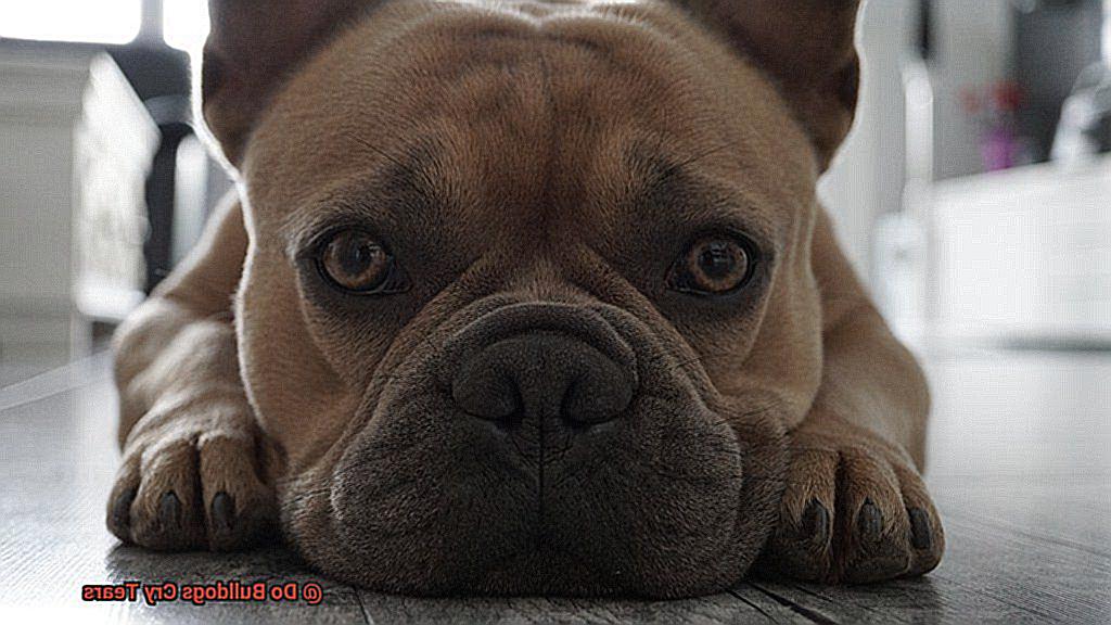 Do Bulldogs Cry Tears-3