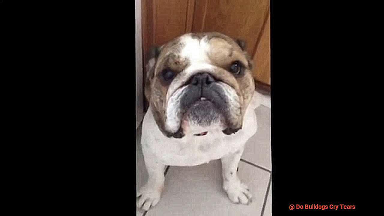 Do Bulldogs Cry Tears-2