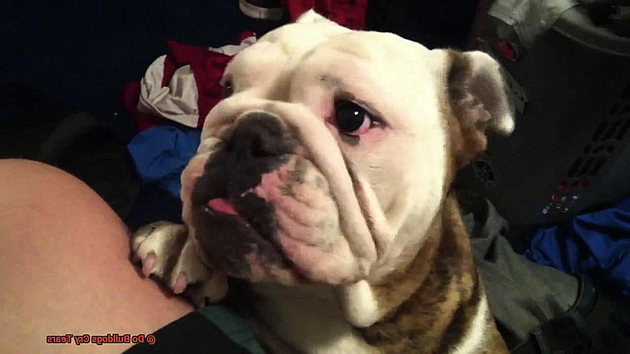 Do Bulldogs Cry Tears-6