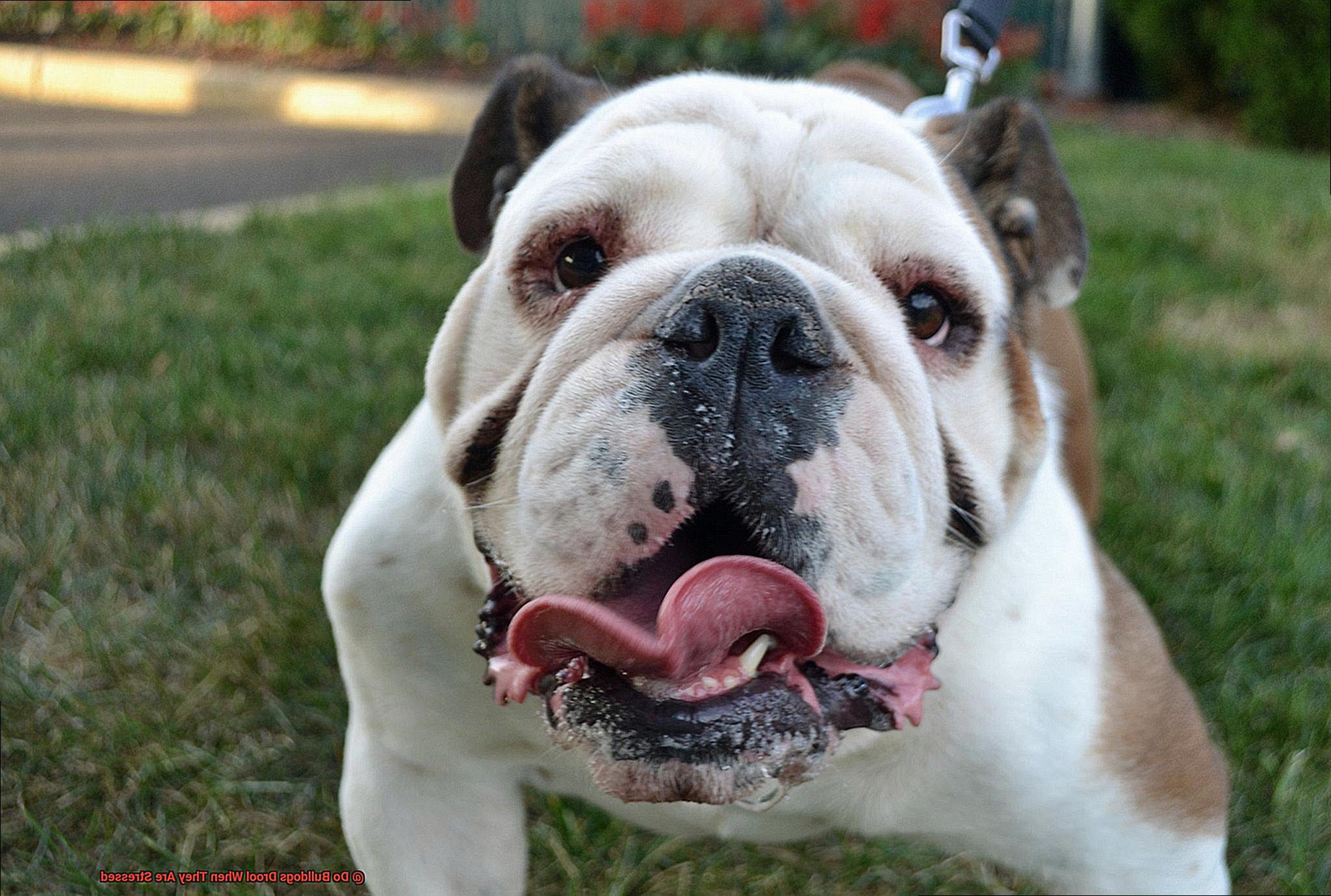 Do Bulldogs Drool When They Are Stressed-4