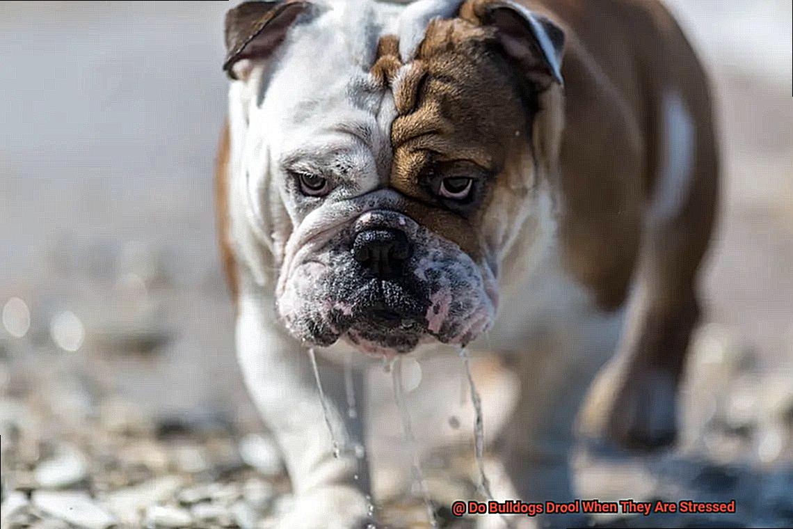 Do Bulldogs Drool When They Are Stressed-2
