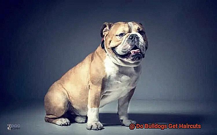 Do Bulldogs Get Haircuts-2