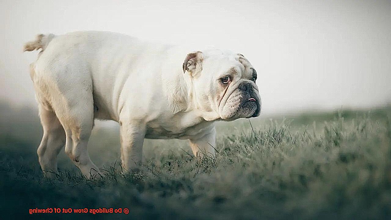 Do Bulldogs Grow Out Of Chewing-5