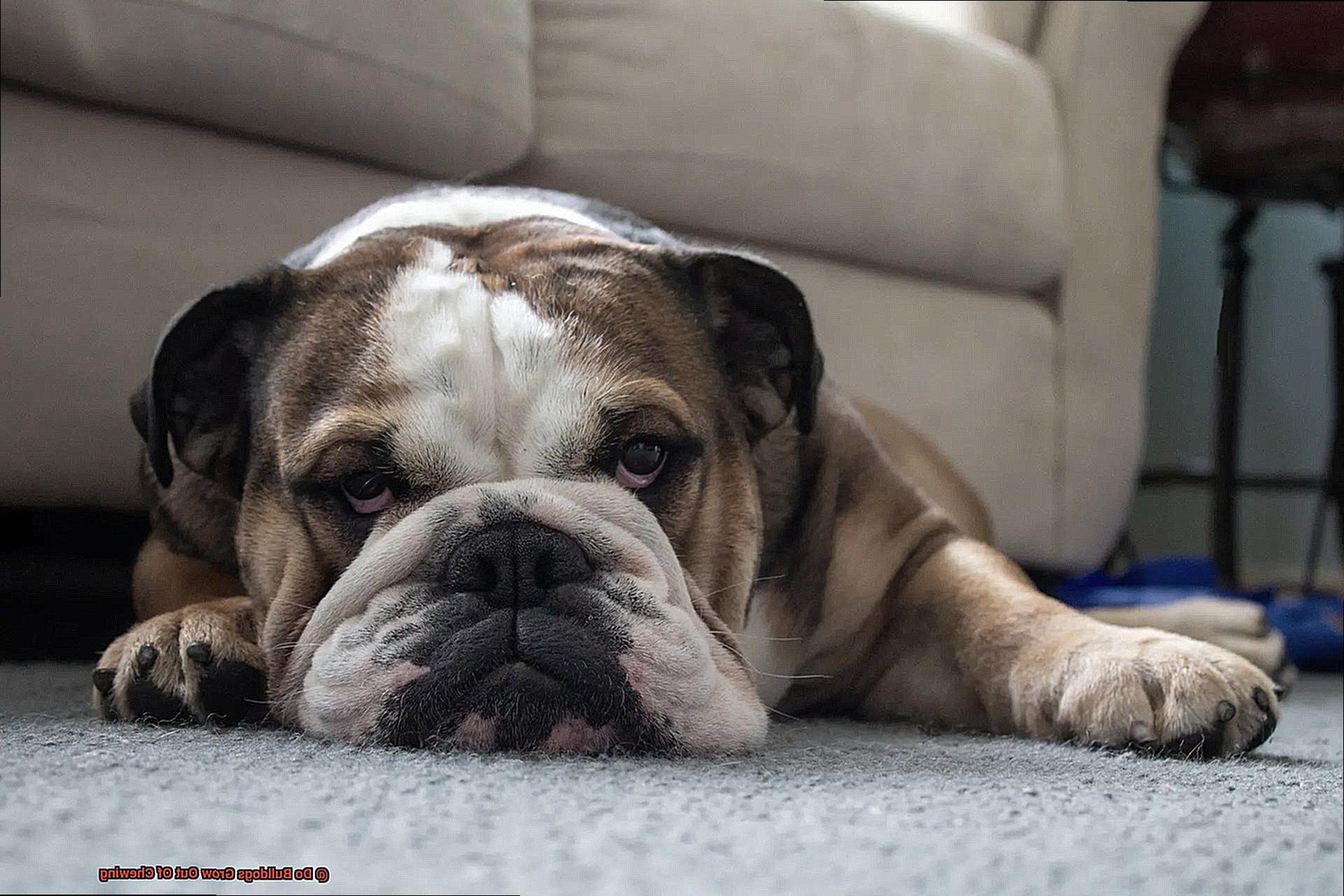 Do Bulldogs Grow Out Of Chewing-4