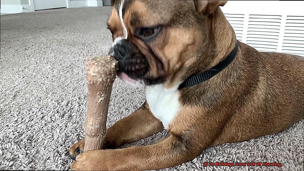 Do Bulldogs Grow Out Of Chewing-3