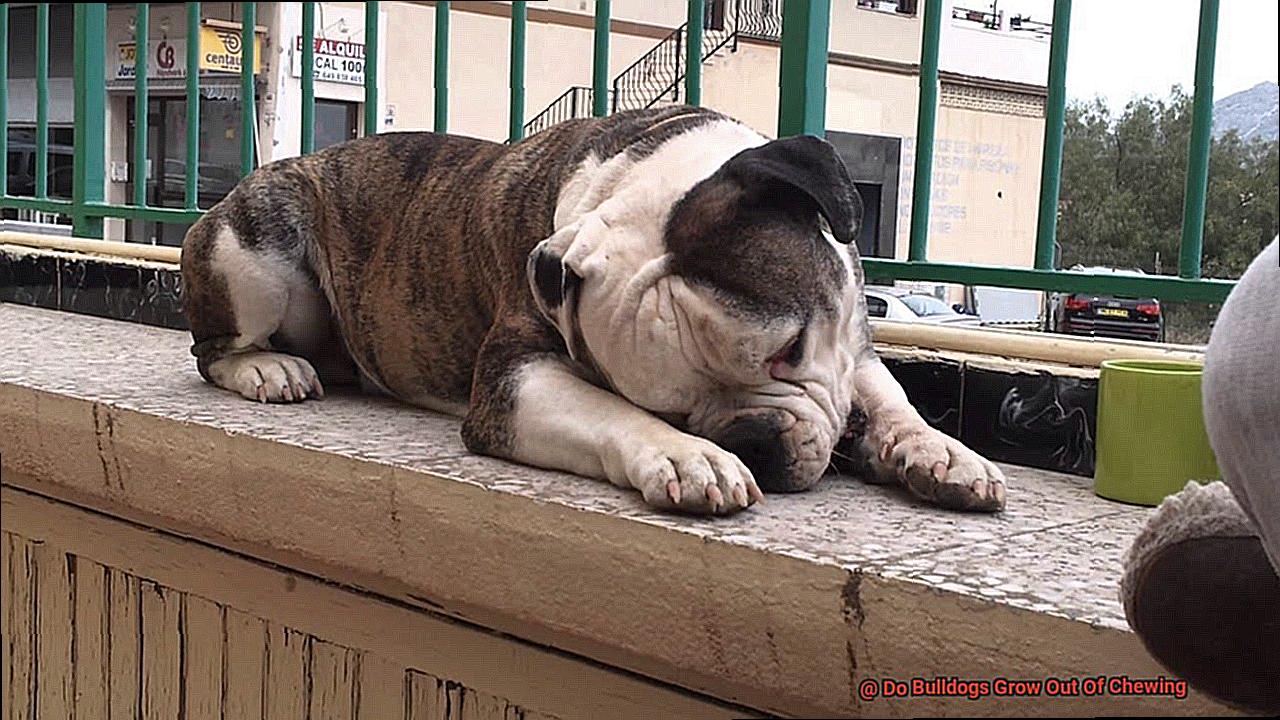Do Bulldogs Grow Out Of Chewing-6