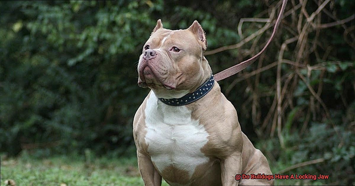 Do Bulldogs Have A Locking Jaw-2