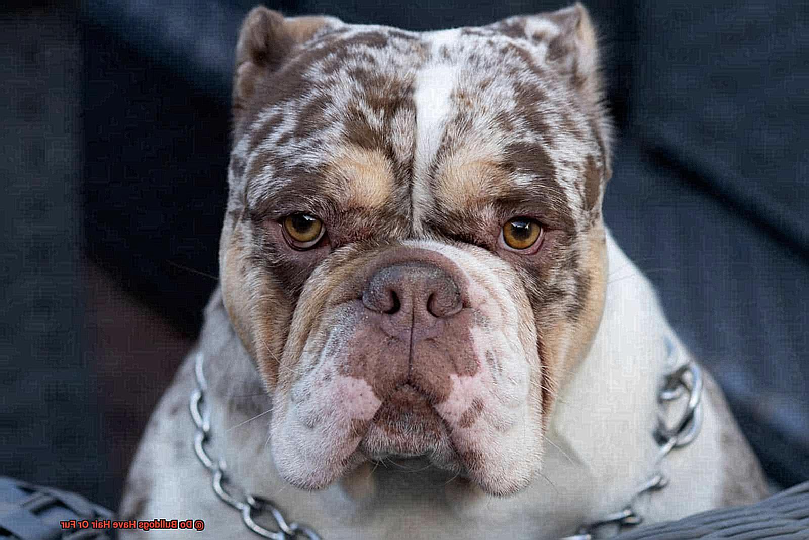 Do Bulldogs Have Hair Or Fur-3