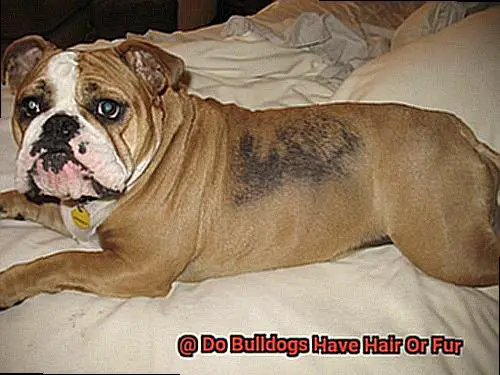 Do Bulldogs Have Hair Or Fur-4