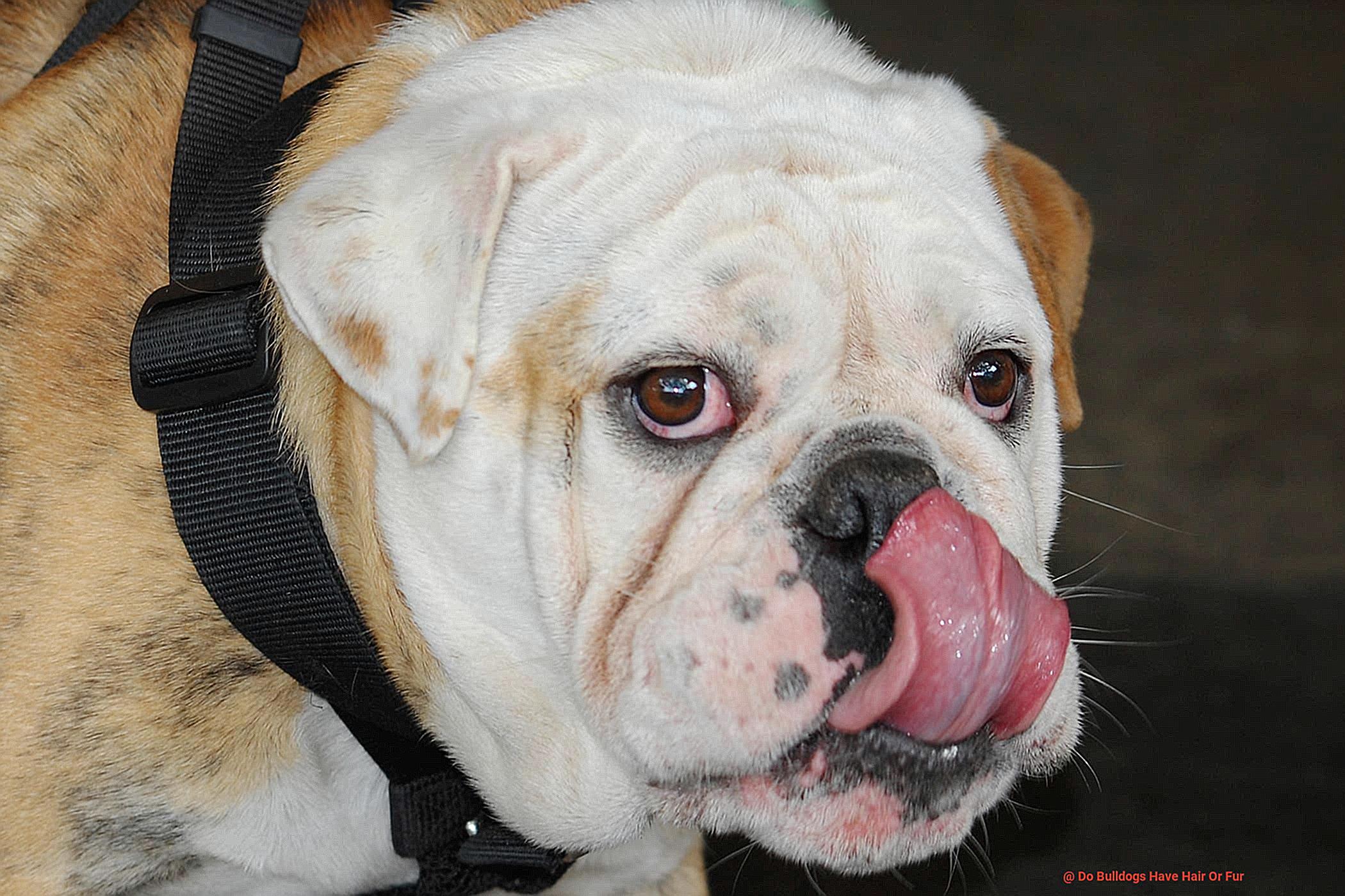 Do Bulldogs Have Hair Or Fur-2