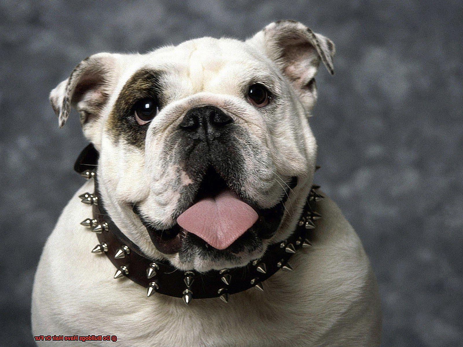 Do Bulldogs Have Hair Or Fur-5