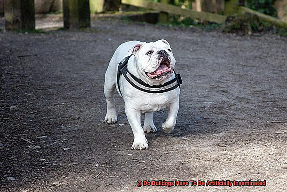 Do Bulldogs Have To Be Artificially Inseminated-3