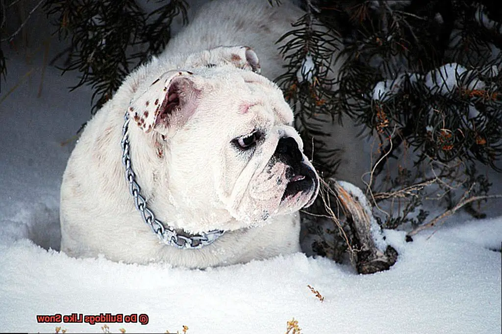 Do Bulldogs Like Snow-6