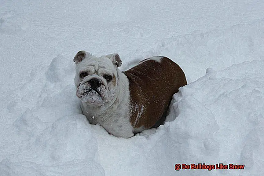 Do Bulldogs Like Snow-2