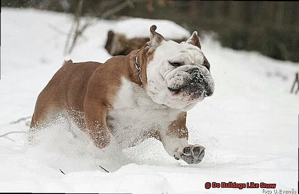 Do Bulldogs Like Snow-5