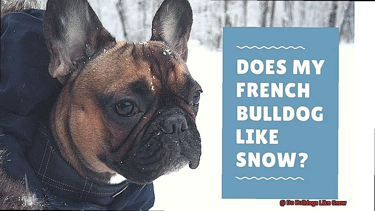 Do Bulldogs Like Snow-3