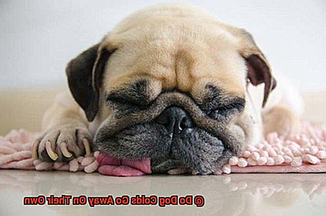 Do Dog Colds Go Away On Their Own-2