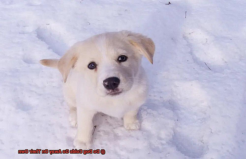 Do Dog Colds Go Away On Their Own-5