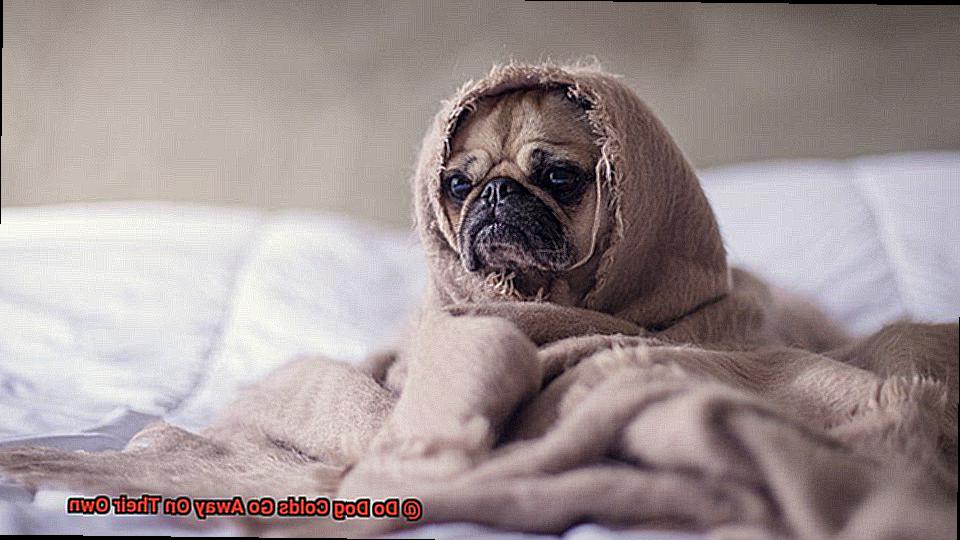 Do Dog Colds Go Away On Their Own-4