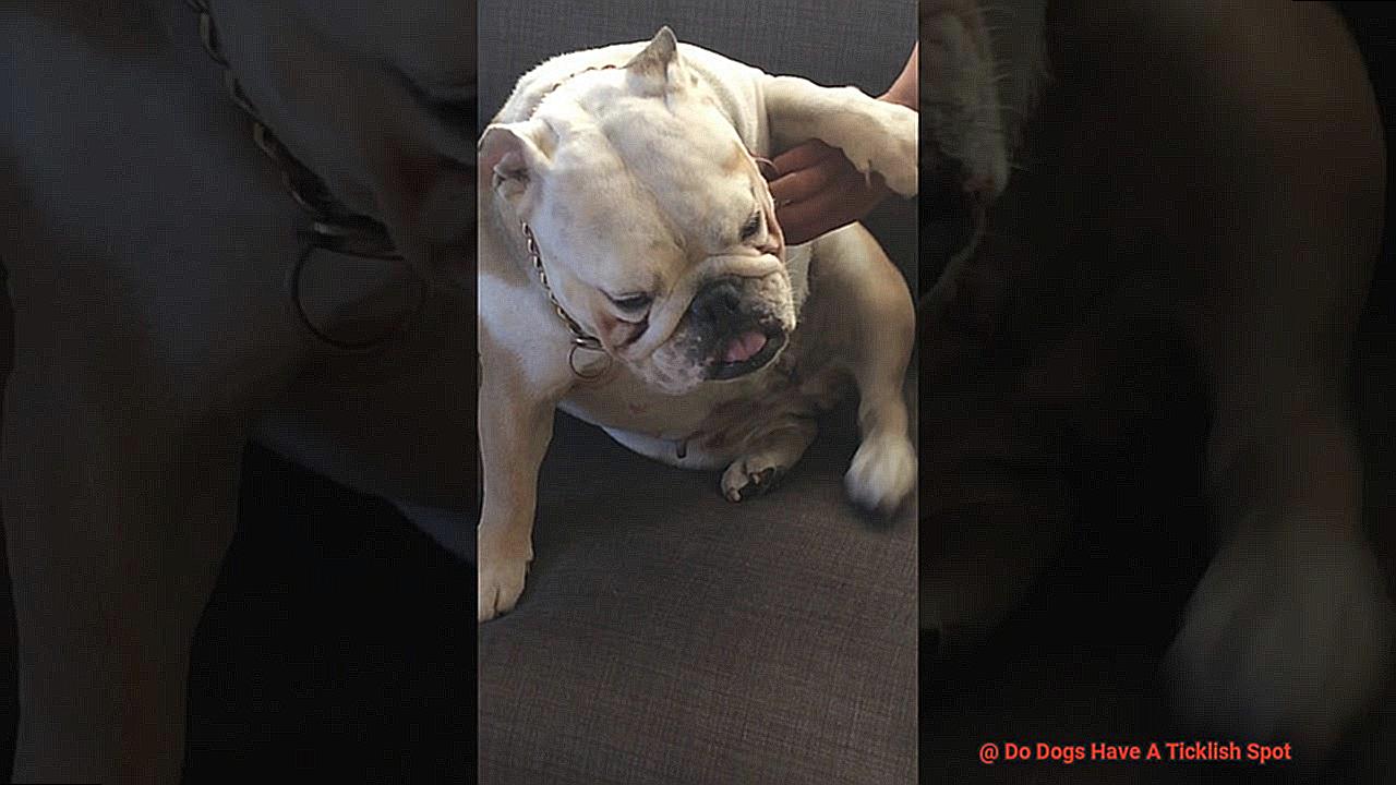 Do Dogs Have A Ticklish Spot-2