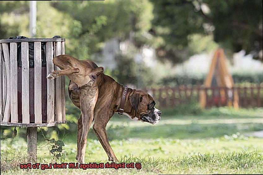 Do English Bulldogs Lift Their Leg To Pee-6