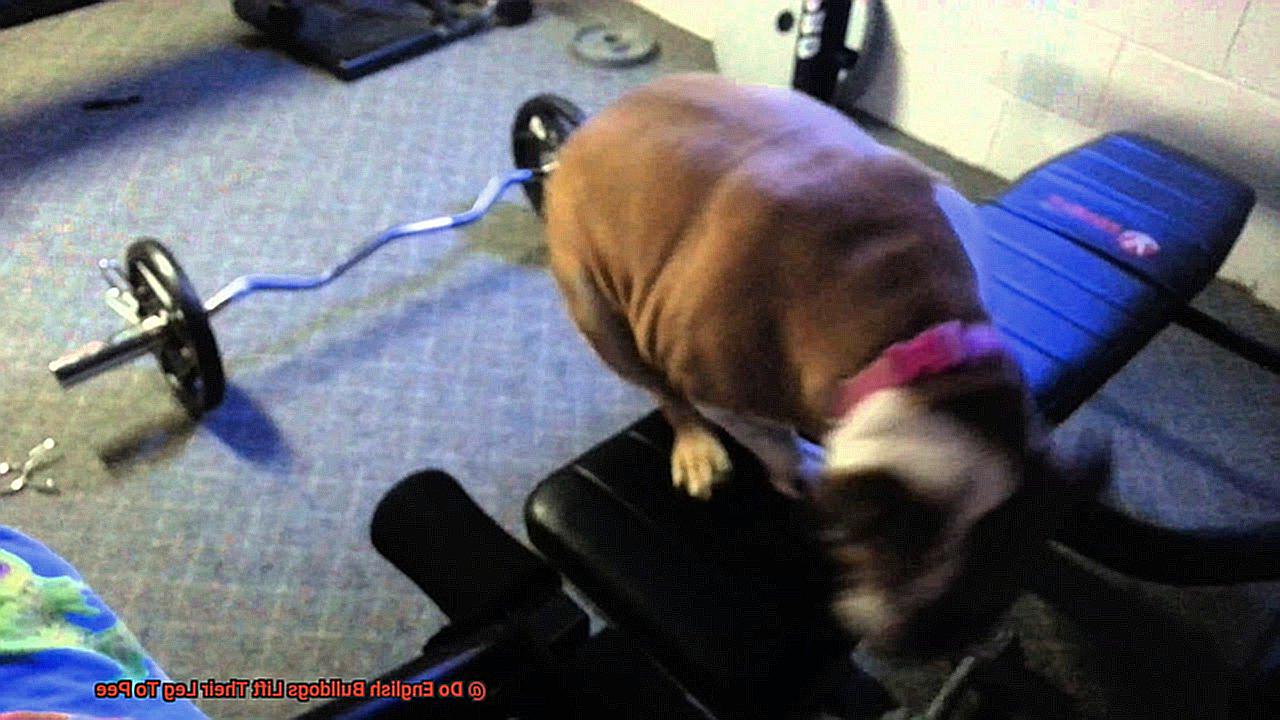 Do English Bulldogs Lift Their Leg To Pee-4