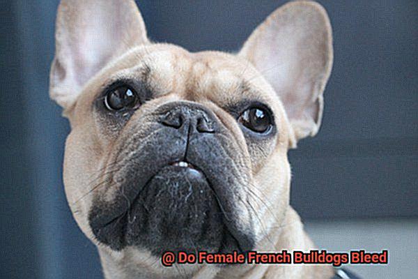 Do Female French Bulldogs Bleed-8