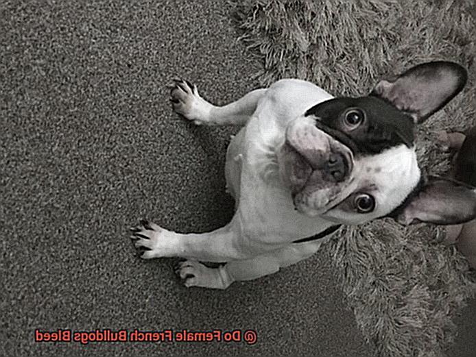 Do Female French Bulldogs Bleed-3